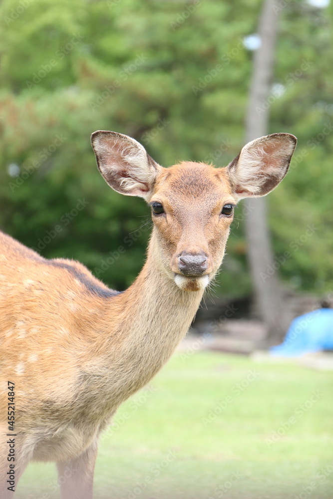 暑い夏の日の奈良公園の鹿 暑い夏の日の奈良公園の鹿