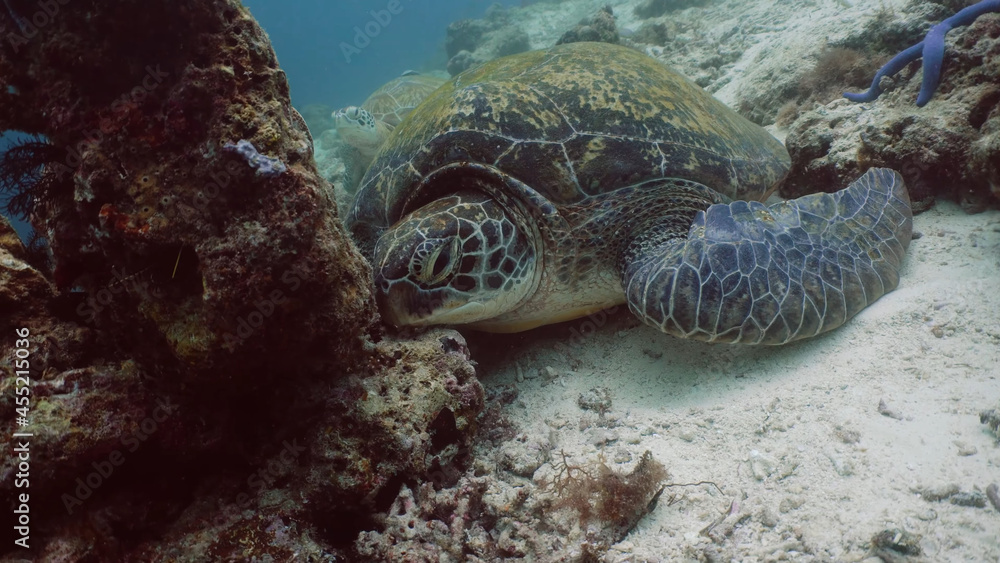 Fototapeta premium Sea turtle on the background of the seabed