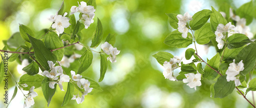 Beautiful white flowers of jasmine plant outdoors on sunny day, banner design. Bokeh effect