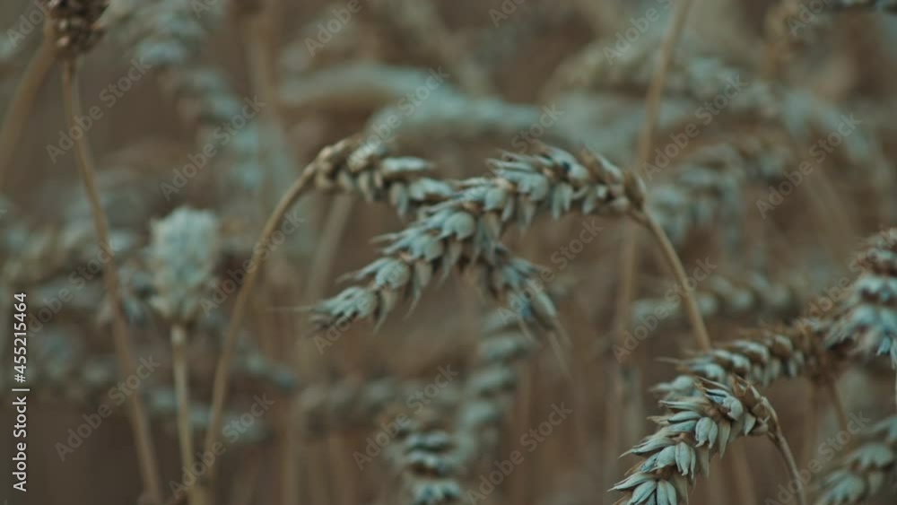 close-up frame of spikelets of wheat in a field at sunset. close-up frame of spikelets of wheat in a field at sunset.