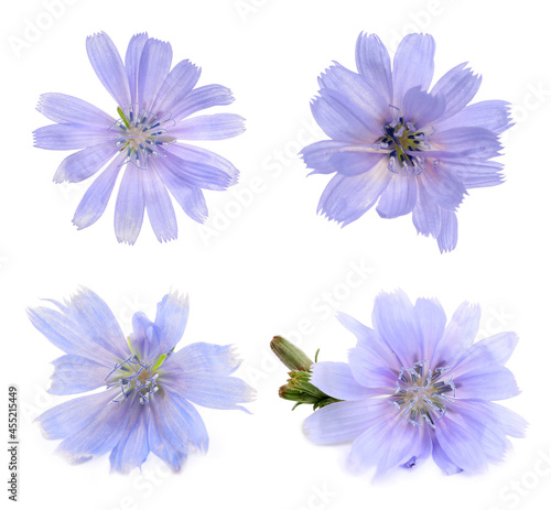 Beautiful tender chicory flowers on white background  collage