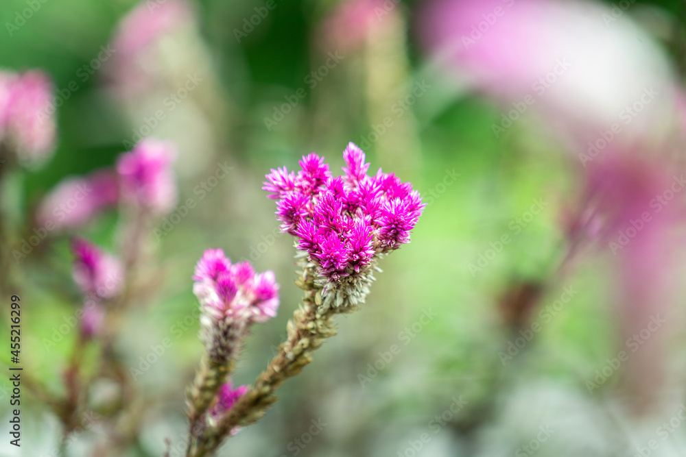 Colorful violet alyssum flower with blurred background of greenery garden. Flower in nature, close-up and selective focus. Colorful violet alyssum flower with blurred background of greenery garden. Flower in nature, close-up and selective focus.