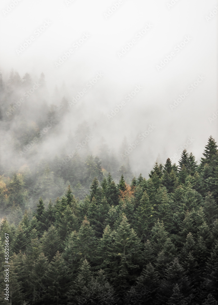 fog in forest - obrazy, fototapety, plakaty 