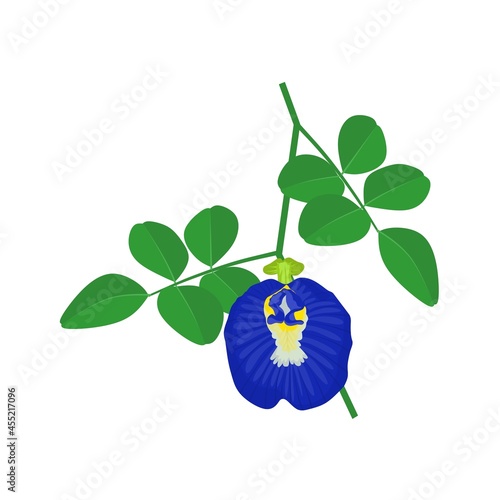 Vector illustration, Shankhpushpi or butterfly pea flower, scientific name (clitoria ternatea), herbal plant in Ayurvedic medicine.