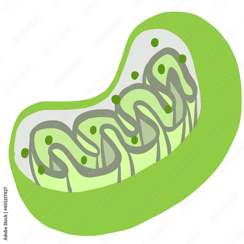 ミトコンドリア Images Browse 69 Stock Photos Vectors And Video Adobe Stock ミトコンドリア Images Browse 69 Stock Photos Vectors And Video Adobe Stock