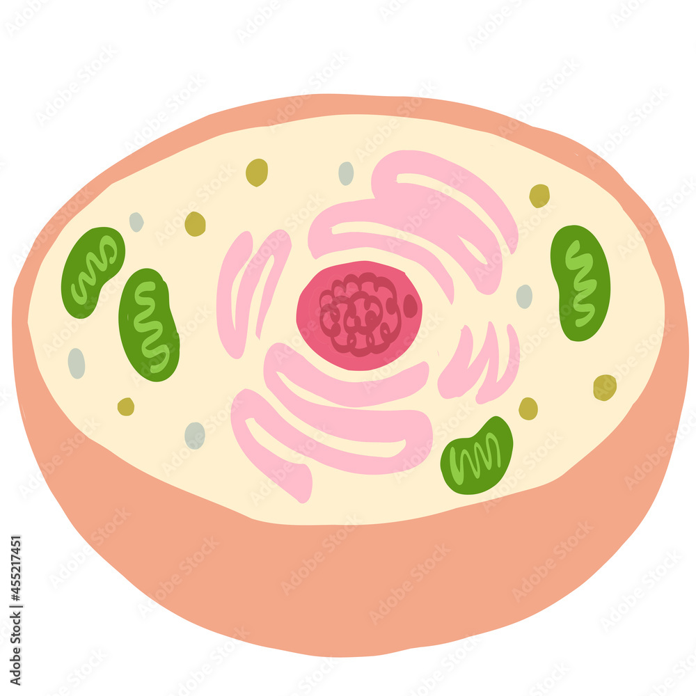 細胞の断面図 Stock イラスト Adobe Stock