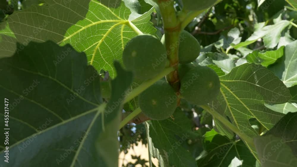 Close up turning shot of some figs hanging from a fig tree Close up turning shot of some figs hanging from a fig tree