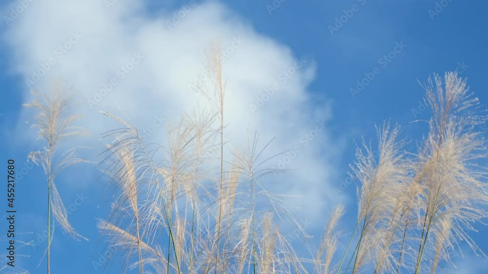 Slow motion of silvergrass against blue sky. Slow motion of silvergrass against blue sky.