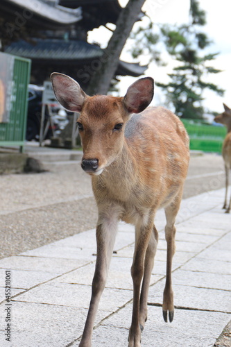 しかせんべいを求めてさまよい歩く奈良公園の鹿