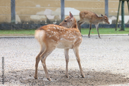 Fototapeta Naklejka Na Ścianę i Meble -  しかせんべいを求めてさまよい歩く奈良公園の鹿