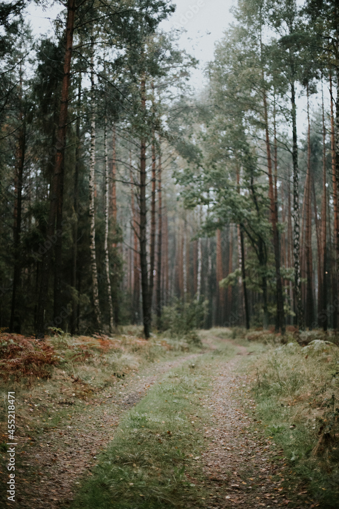fog in forest