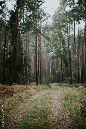Obraz na płótnie fog in forest w salonie