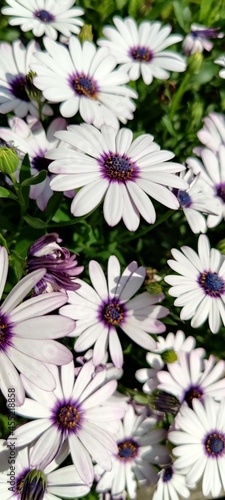 pink flowers