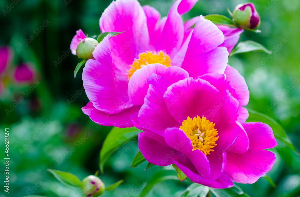 blooming peonies on background of green foliage. Large pink flowers of ornamental plants. Botany blooming peonies on background of green foliage. Large pink flowers of ornamental plants. Botany
