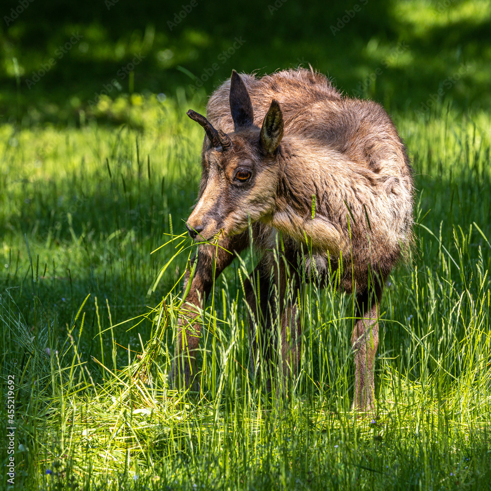 Apennine chamois, Rupicapra pyrenaica ornata, is living in Italy and Spain Apennine chamois, Rupicapra pyrenaica ornata, is living in Italy and Spain