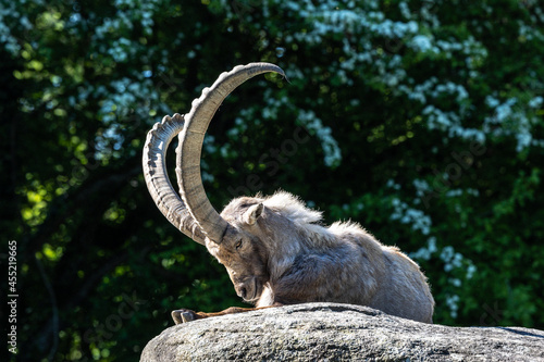 Male mountain ibex or capra ibex sitting on a rock © rudiernst