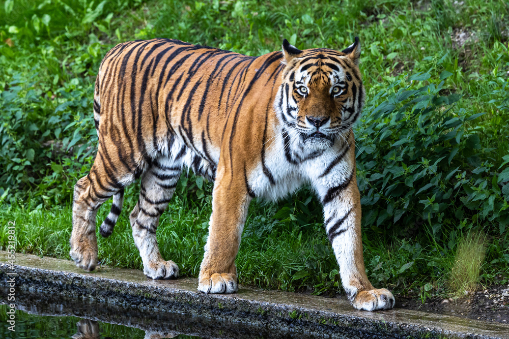 The Siberian tiger,Panthera tigris altaica in a park The Siberian tiger,Panthera tigris altaica in a park