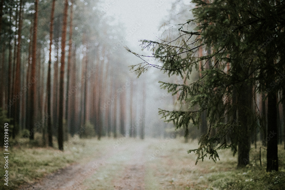 fog in forest