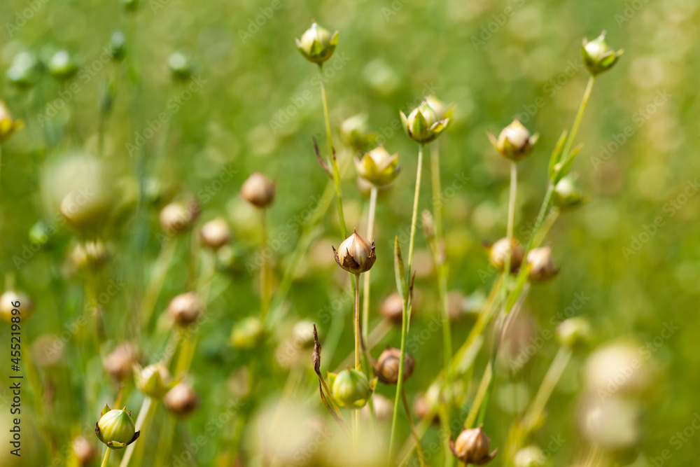 green flax ready for harvesting green flax ready for harvesting