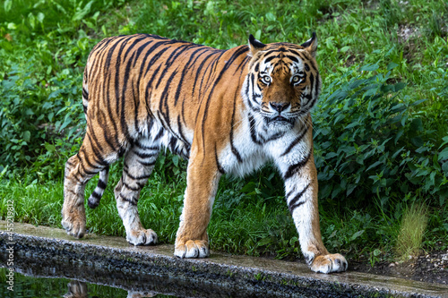 The Siberian tiger,Panthera tigris altaica in a park