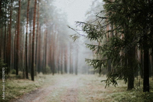 Obraz na płótnie fog in forest w salonie