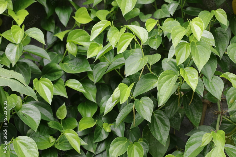 green leaves background green leaves background