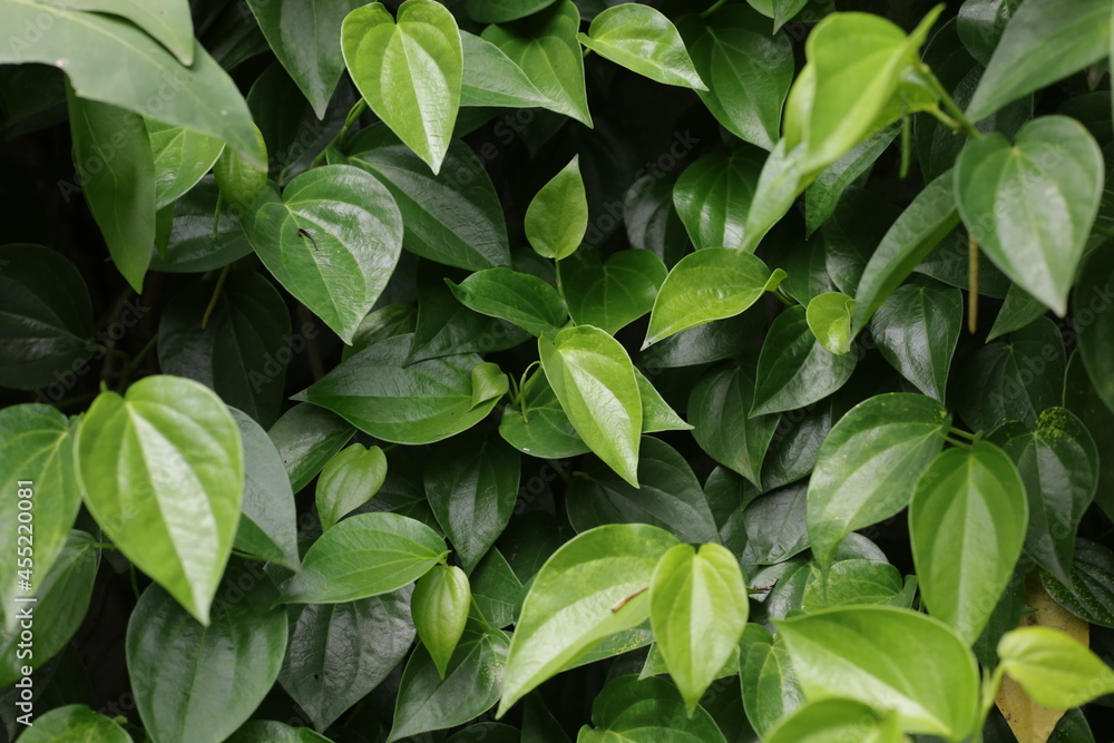 green leaves background green leaves background
