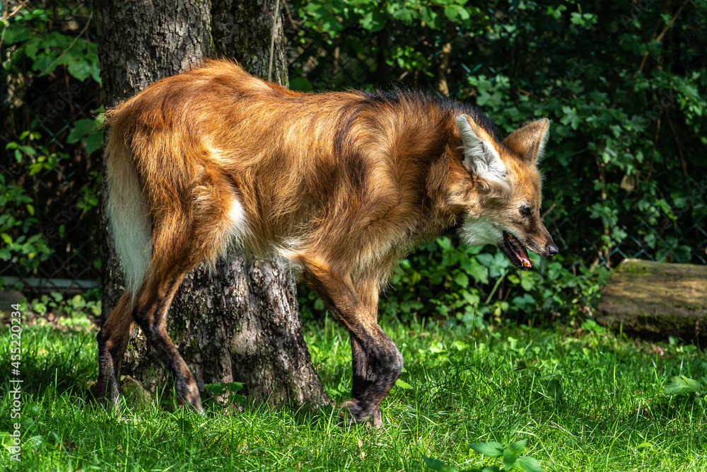 The Maned Wolf, Chrysocyon brachyurus is the largest canid of South America The Maned Wolf, Chrysocyon brachyurus is the largest canid of South America