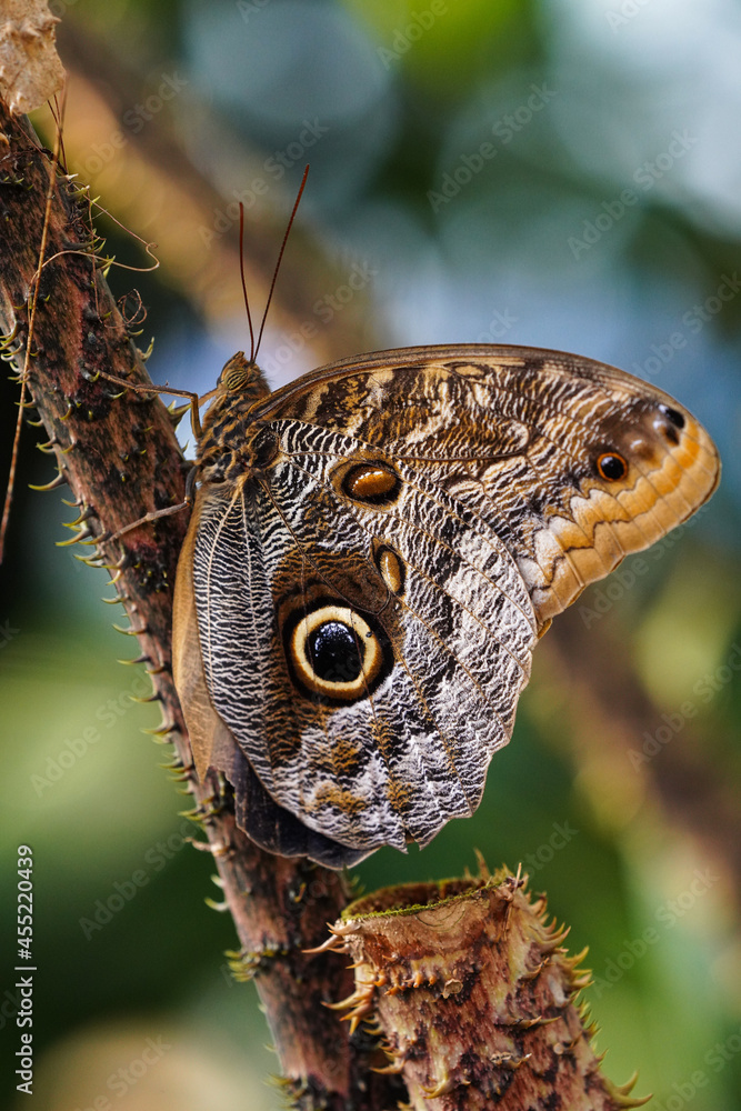 Φωτογραφία Owl butterfly ,caligo eurilochus. beautiful brown butterfly