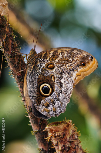 Canvas Print Owl butterfly ,caligo eurilochus. beautiful brown butterfly