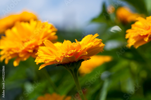 yellow-orange flowers in the summer