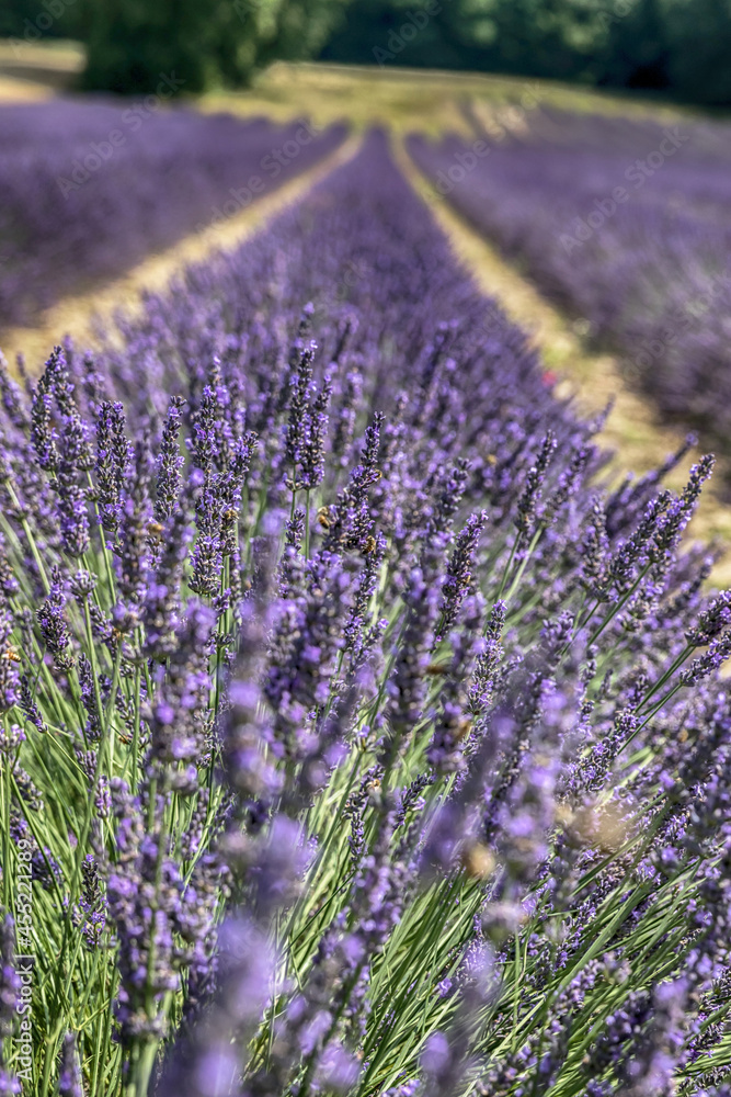 Obraz premium lavender field region