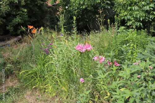 Naturgarten mit bunten Blüten photo