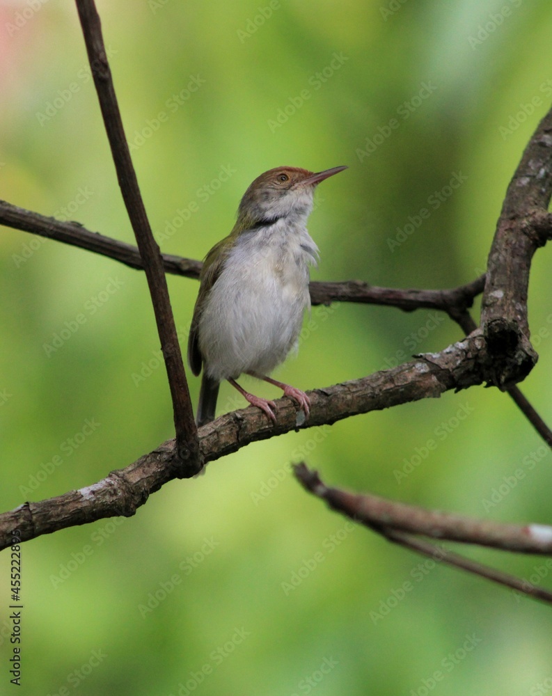 A prinia bird perched on small branch A prinia bird perched on small branch