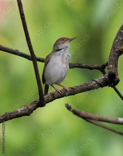 A prinia bird perched on small branch