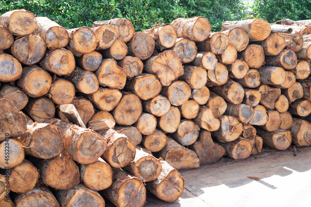 Stack wood tree trunk log stock in forest, woodpile or firewood storage for restaurant or industry.