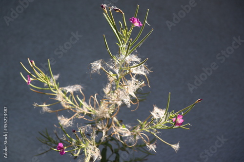 Weidenröschen Samen und Blüten photo