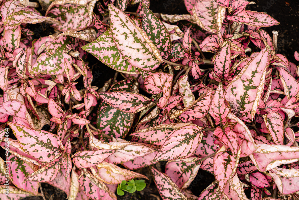 pink leaves background, nature composition pink leaves background, nature composition