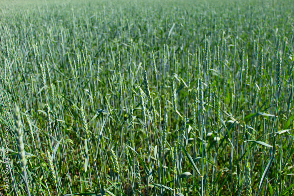 A field of green rye in summer. Grain crops A field of green rye in summer. Grain crops