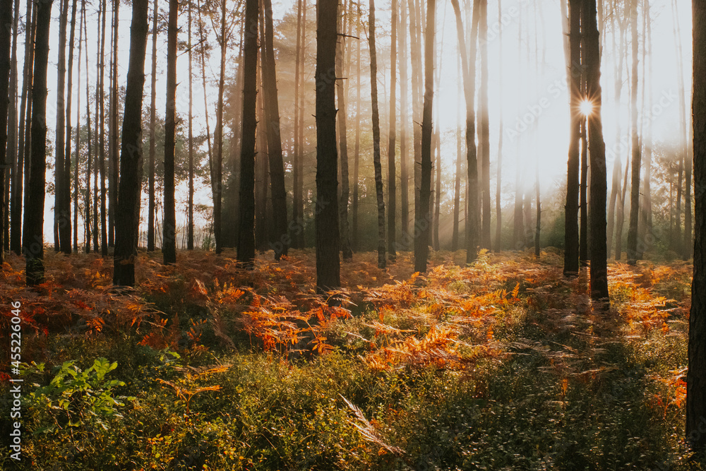 fog in forest