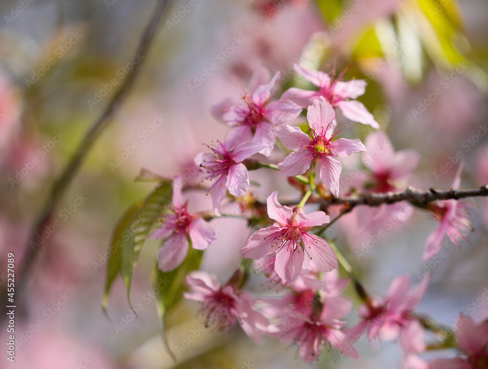 Himalayan cherry blossoms Himalayan cherry blossoms