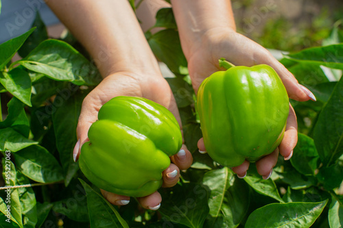 The farmer's female hands hold two green peppers against the backdrop of the garden beds in the garden. Harvesting healthy food concept