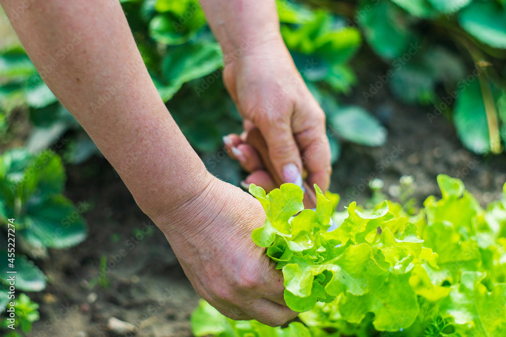 Female hands of a farmer cut off a green ripe salad from a garden bed. Harvesting healthy food concept Female hands of a farmer cut off a green ripe salad from a garden bed. Harvesting healthy food concept