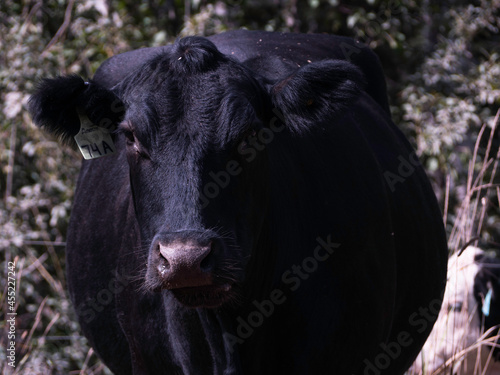 A free range brown cow grazes on the edge of a field. 