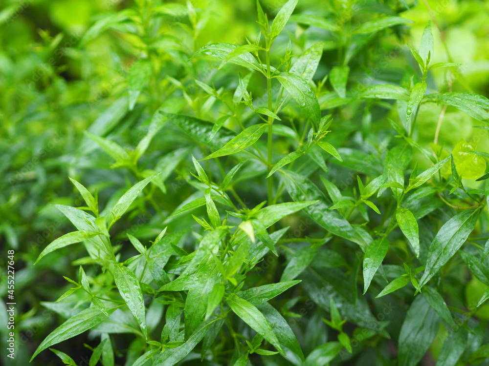 Thai herbs King of Bitter scientific name Andrographis paniculate Burm, Fah Talai john, green vegetable tree plant blooming in garden nature protect coronavirus, covid-19 Thai herbs King of Bitter scientific name Andrographis paniculate Burm, Fah Talai john, green vegetable tree plant blooming in garden nature protect coronavirus, covid-19
