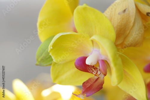 close up yellow orchids flowers on a tree. 