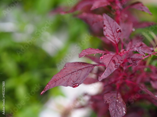 Amaranthus viridis, Amaranthaceae red leaves vegetable fresh blooming in garden, nature food background