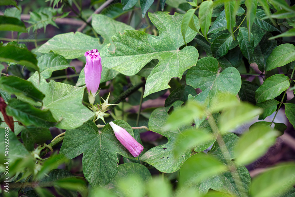 Two closed purple flowers surrounded by leaves in a nature park in the morning. Two closed purple flowers surrounded by leaves in a nature park in the morning.