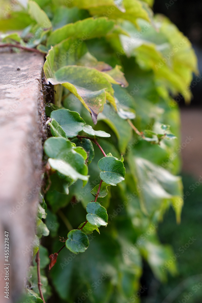 Fototapeta premium Group of leaves climbs on a wall in the morning. Shot taken in a public natural park.