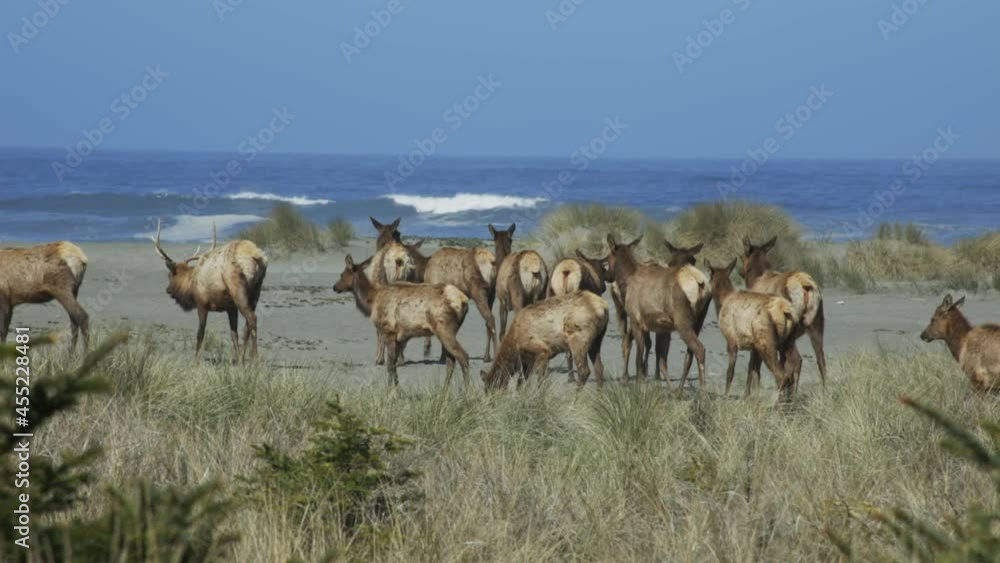 A herd of elk moves slowly toward the ocean on a rural beach on a sunny blue sky day. A herd of elk moves slowly toward the ocean on a rural beach on a sunny blue sky day.
